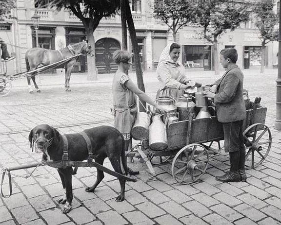 Milk Vendor Selling from Dog Cart
