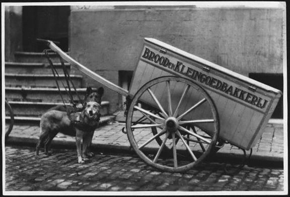 Dog-drawn Cart