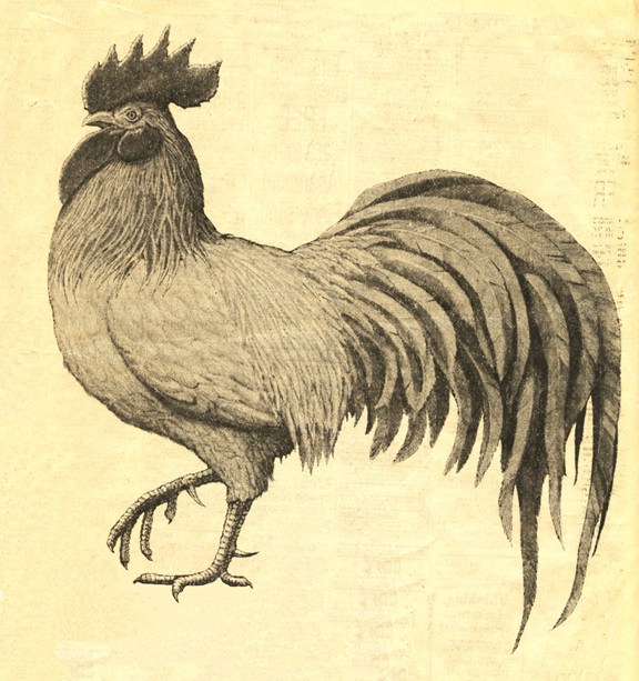 rooster_1981