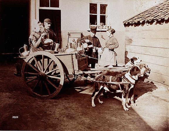 Dog-Driven Teacart