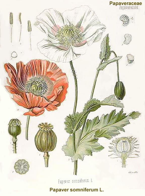 opium025