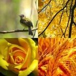 The Color Yellow – A wide range of shades | Peachridge Glass