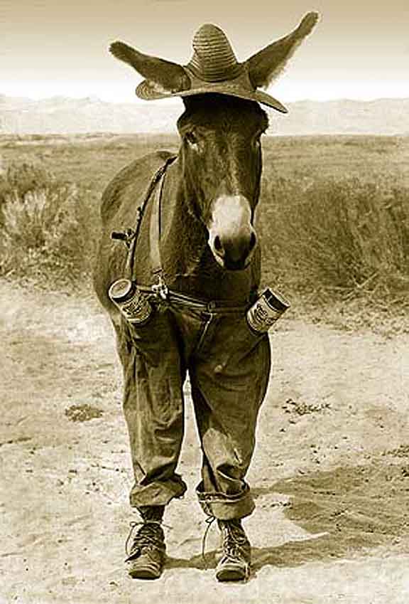 JACKASSJeans
