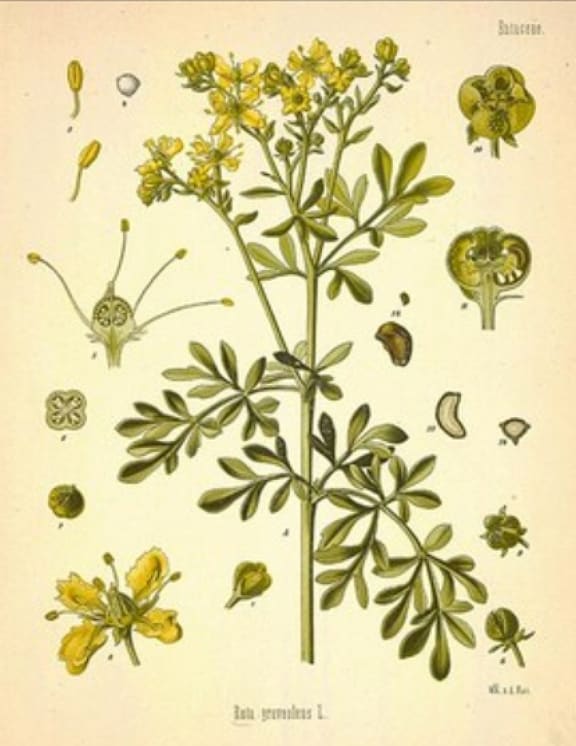 TansyIllus