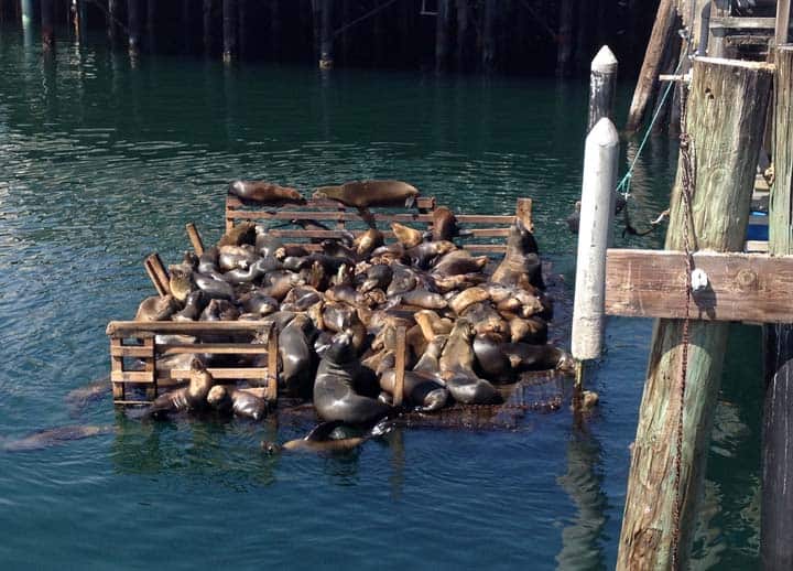 Monterey_Seals