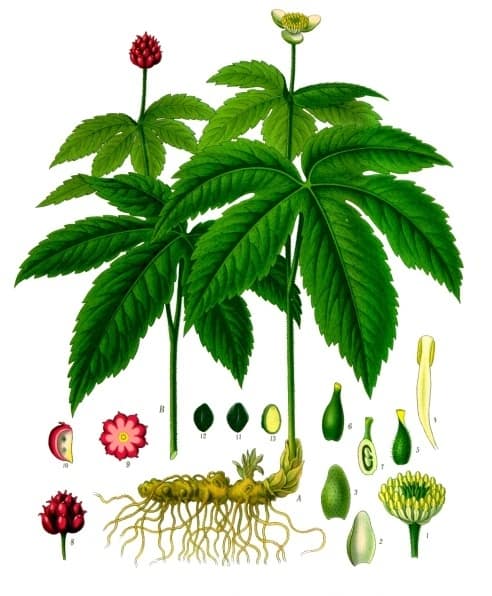 Hydrastis_canadensis_-_Köhler–s_Medizinal-Pflanzen-209
